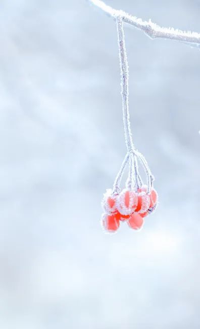 冬至養(yǎng)生,補對一天,體順一年! 冬至養(yǎng)生,補對一天,體順一年!